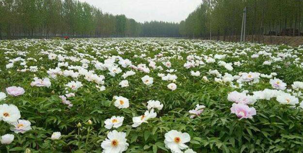 ĵ���a�I����I��ĵ��������a�I���죬���m���I�ИI�lչ�·���